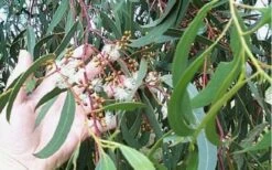 Grace Cold Hardy Eucalyptus Tree (Eucalyptus Elliptica) - 1 Gallon Pot 10 Grace Cold Hardy Eucalyptus Tree (Eucalyptus Elliptica) - 1 Gallon Pot -Garden Plant Seeds Eucalyptus Tree Grace White Gum Elliptica