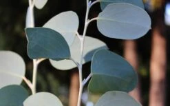 Mappa Tassie Cold Hardy Eucalyptus Tree (Eucalyptus Pauciflora) - Quart Pot -Garden Plant Seeds Eucalyptus Tree Mappa Tassie Pauciflora Snow Gum 2