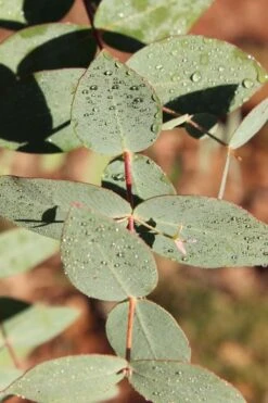 Cab Sav Cold Hardy Eucalyptus Tree (Eucalyptus Rubida) - Quart Pot -Garden Plant Seeds Eucalytptus Cab Sav BS