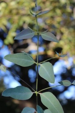 Grace Cold Hardy Eucalyptus Tree (Eucalyptus Elliptica) - 3 Quart Pot -Garden Plant Seeds Eucalytptus Grace BS 3