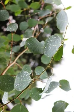 Lucky Country Cold Hardy Eucalyptus Tree (Eucalyptus Camphora) - Quart Pot -Garden Plant Seeds Eucalytptus Lucky Country BS 2