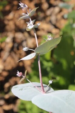 Maggie Cold Hardy Eucalyptus Tree (Eucalyptus Nova Anglica) - Quart Pot -Garden Plant Seeds Eusalyptus Maggie 1 500x750 1