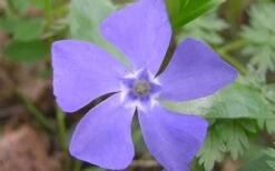 Evergreen Periwinkle - Vinca Minor - 18 Count Flat Of Pint Pots -Garden Plant Seeds Evergreen Periwinkle Closeup