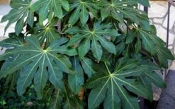 Fatsia Japonica (Japanese Aralia / Glossy Paper Plant) - 7 Gallon Pot -Garden Plant Seeds Fatsia Japanese Aralia 1 2