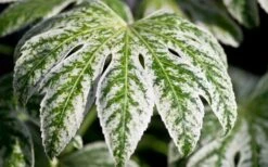 Spider's Web Fatsia - Japanese Aralia Paper Plant - 3 Gallon Pot -Garden Plant Seeds Fatsia Spider Web close Up