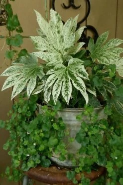 Spider's Web Fatsia - Japanese Aralia Paper Plant - 3 Gallon Pot -Garden Plant Seeds Fatsia Spiders Web 21