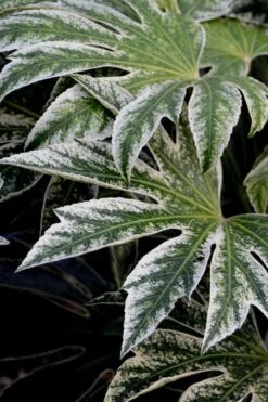 Spider's Web Fatsia - Japanese Aralia Paper Plant - 5 Gallon Pot -Garden Plant Seeds Fatsia Spiders Web 24 1