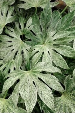 Spider's Web Fatsia - Japanese Aralia Paper Plant - 1 Gallon Pot -Garden Plant Seeds Fatsia Spiders Web 33 2