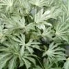 Spider's Web Fatsia - Japanese Aralia Paper Plant - 3 Gallon Pot 2 Spider's Web Fatsia - Japanese Aralia Paper Plant - 3 Gallon Pot -Garden Plant Seeds Fatsia Spiders Web 500x750 1