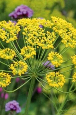Bronze Fennel (Foeniculum Vulgare 'Purpureum') - 1 Gallon Pot -Garden Plant Seeds Fennel Bronze 6