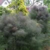 Bronze Fennel (Foeniculum Vulgare 'Purpureum') - 1 Gallon Pot -Garden Plant Seeds Fennel Bronze 8