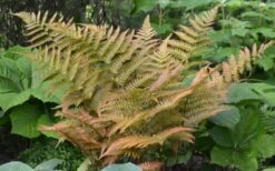 Autumn Fern (Dryopteris Erythrosora) - 3 Gallon -Garden Plant Seeds Fern Autumn 1