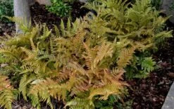 Autumn Fern (Dryopteris Erythrosora) - 3 Gallon -Garden Plant Seeds Fern Autumn 2