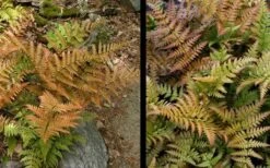 Autumn Fern (Dryopteris Erythrosora) - 3 Gallon -Garden Plant Seeds Fern Autumn 4
