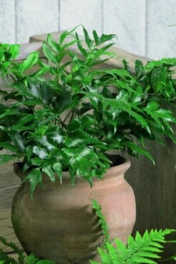 Japanese Holly Fern - Cyrtomium Falcatum 'Rochfordianum' - 2.5 Quart Pot -Garden Plant Seeds Fern Japanese Holly 8