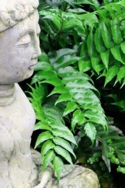 Japanese Holly Fern - Cyrtomium Falcatum 'Rochfordianum' - 2.5 Quart Pot -Garden Plant Seeds Fern Japanese Holly 9