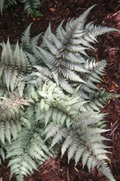 Japanese Painted Fern - 5 Pack Of Quart Pots -Garden Plant Seeds Fern Japanese Painted 15
