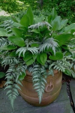 Japanese Painted Fern - 5 Pack Of Quart Pots -Garden Plant Seeds Fern Japanese Painted 19