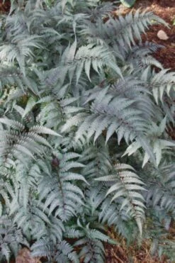 Japanese Painted Fern - 5 Pack Of Quart Pots -Garden Plant Seeds Fern Japanese Painted 500x750 1