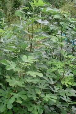 Black Mission Fig Tree - 1 Gallon Pot -Garden Plant Seeds Fig Black Mission 5