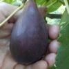 Black Mission Fig Tree - 1 Gallon Pot -Garden Plant Seeds Fig Black Mission 500x750 1