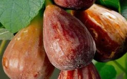 Brown Turkey Fig Tree - 1 Gallon Pot -Garden Plant Seeds Fig Brown Turkey 20