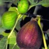 Brown Turkey Fig Tree - 1 Gallon Pot -Garden Plant Seeds Fig Brown Turkey BS