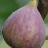 Celeste Fig Tree - 5 Gallon Pot -Garden Plant Seeds Fig Celeste BS