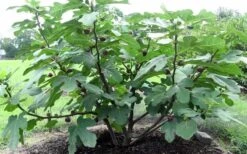 Chicago Cold Hardy Fig Tree - 5 Gallon Pot -Garden Plant Seeds Fig Chicago Cold Hardy 1