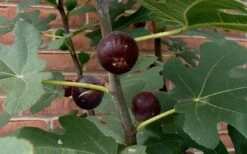 Chicago Cold Hardy Fig Tree - 5 Gallon Pot -Garden Plant Seeds Fig Chicago Cold Hardy