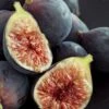 Chicago Cold Hardy Fig Tree - 5 Gallon Pot 2 Chicago Cold Hardy Fig Tree - 5 Gallon Pot -Garden Plant Seeds Fig Chicago Cold Hardy Rev 2 500x750 1