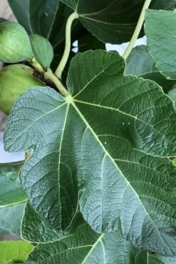 Italian Honey Fig Tree (Ficus Carica 'Lattarula') - 1 Gallon Pot -Garden Plant Seeds Fig Ischia 3