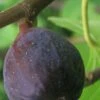 LSU Purple Fig Tree - 3 Gallon Pot 2 LSU Purple Fig Tree - 3 Gallon Pot -Garden Plant Seeds Fig LSU Purple 500x750 1