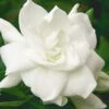 August Beauty Gardenia - 3 Gallon Pot -Garden Plant Seeds Gardenia August Beauty 5 500x750 1