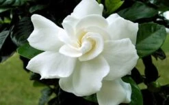 August Beauty Gardenia - 6 Pack Of 1 Gallon Pots -Garden Plant Seeds Gardenia August Beauty Flower Closeup 3