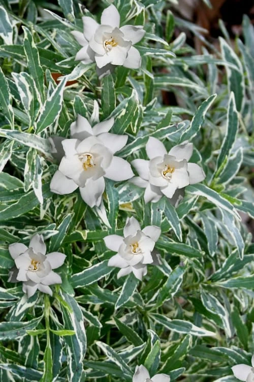 Variegated Creeping Dwarf Gardenia - 3 Gallon Pot 3 Variegated Creeping Dwarf Gardenia - 3 Gallon Pot