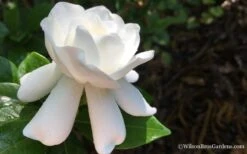 Crown Jewel Gardenia - 1 Gallon Pot -Garden Plant Seeds Gardenia Crown Jewel 4