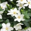 Hardy Fragrant Daisy Gardenia Bush - 2.5 Quart Pot -Garden Plant Seeds Gardenia Daisy 20 3