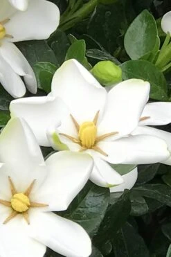 Hardy Fragrant Daisy Gardenia Bush - 3 Gallon Pot -Garden Plant Seeds Gardenia Daisy 21 2