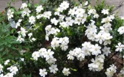 Hardy Fragrant Daisy Gardenia Bush - 1 Gallon Pot -Garden Plant Seeds Gardenia Daisy Blooms 2