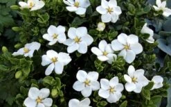 Hardy Fragrant Daisy Gardenia Bush - 1 Gallon Pot -Garden Plant Seeds Gardenia Daisy Blooms