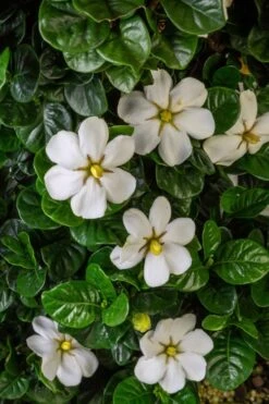 Diamond Spire Gardenia - 3 Gallon Pot -Garden Plant Seeds Gardenia Diamond Spire 2 2