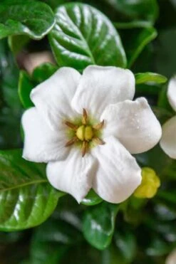 Diamond Spire Gardenia - 1 Gallon Pot 12 Diamond Spire Gardenia - 1 Gallon Pot -Garden Plant Seeds Gardenia Diamond Spire 3