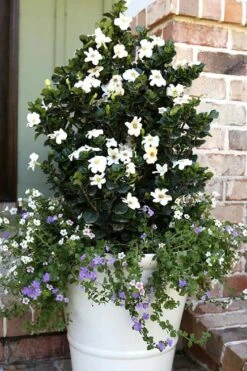 Diamond Spire Gardenia - 1 Gallon Pot 14 Diamond Spire Gardenia - 1 Gallon Pot -Garden Plant Seeds Gardenia Diamond Spire 4