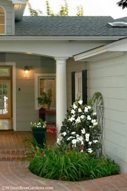 Diamond Spire Gardenia - 1 Gallon Pot 13 Diamond Spire Gardenia - 1 Gallon Pot -Garden Plant Seeds Gardenia Diamond Spire 5