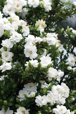 Double Mint Gardenia - 6 Pack Of 1 Gallon Pots 12 Double Mint Gardenia - 6 Pack Of 1 Gallon Pots -Garden Plant Seeds Gardenia Double Mint 2