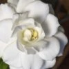 Double Mint Gardenia - 6 Pack Of 1 Gallon Pots -Garden Plant Seeds Gardenia Double Mint 5