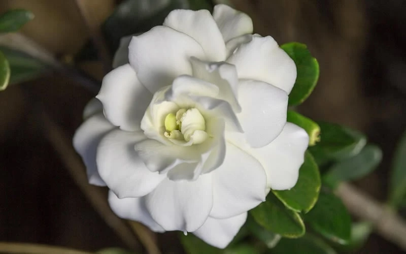 Double Mint Gardenia - 3 Gallon Pot 9 Double Mint Gardenia - 3 Gallon Pot - Image 7