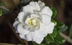 Double Mint Gardenia - 2 Gallon Pot -Garden Plant Seeds Gardenia Double Mint 6 3
