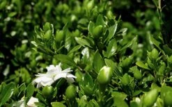 Double Mint Gardenia - 1 Gallon Pot 14 Double Mint Gardenia - 1 Gallon Pot -Garden Plant Seeds Gardenia Double Mint 7 2